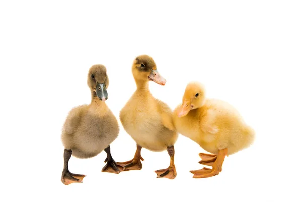 Small farm ducklings — Stock Photo, Image