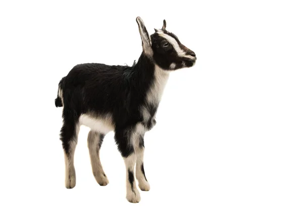 Изолированные козы — стоковое фото