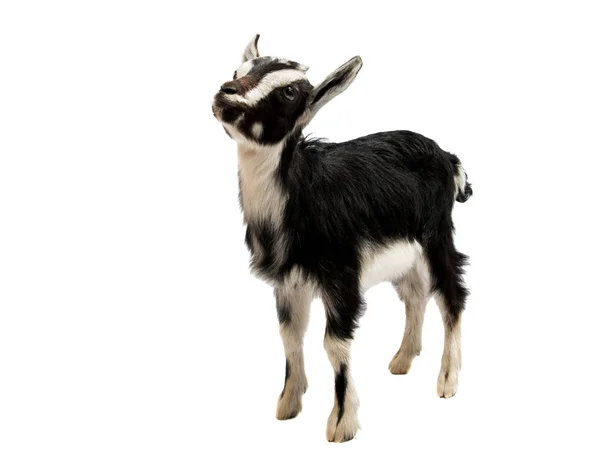 Изолированные козы — стоковое фото