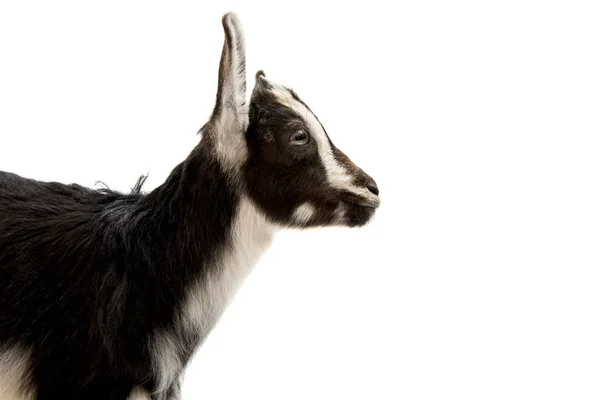 Goat animals isolated — Stock Photo, Image