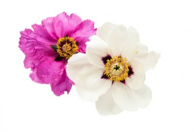 İzole Şakayık bloom 