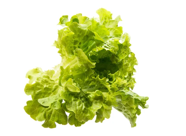Čerstvý salát listy — Stock fotografie