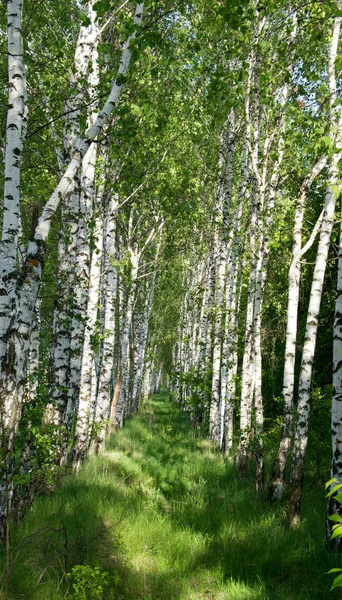 Landschaft eines Birkenhains im Frühling — Stockfoto