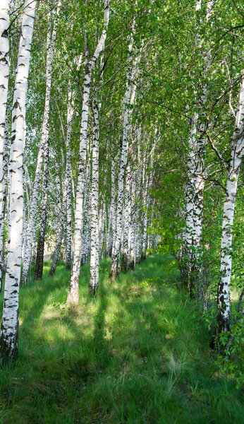 Landscape of a birch grove in spring