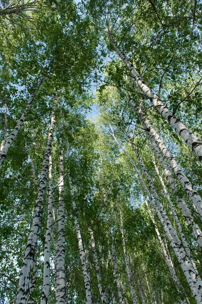 在春天的白桦林的景观 — 图库照片