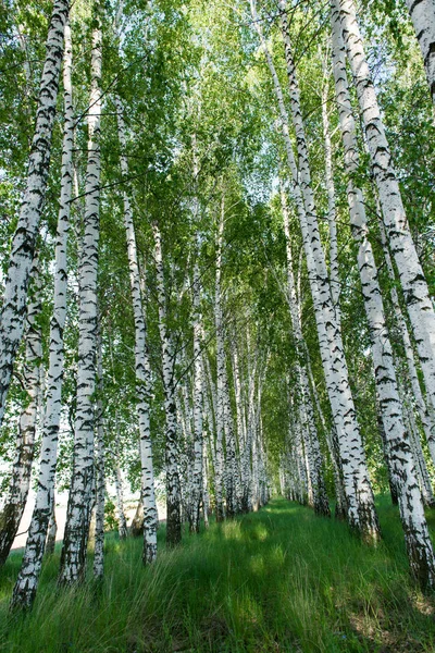 春の白樺林の風景 — ストック写真