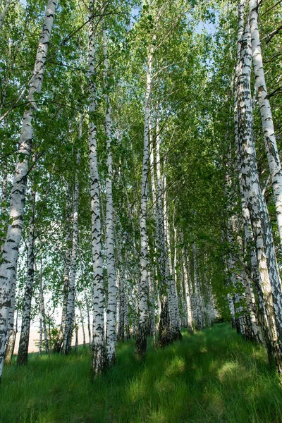 봄에서 자작나무 숲의 풍경 — 스톡 사진