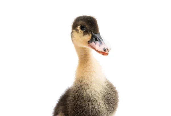 Kleine vogel eendjes — Stockfoto