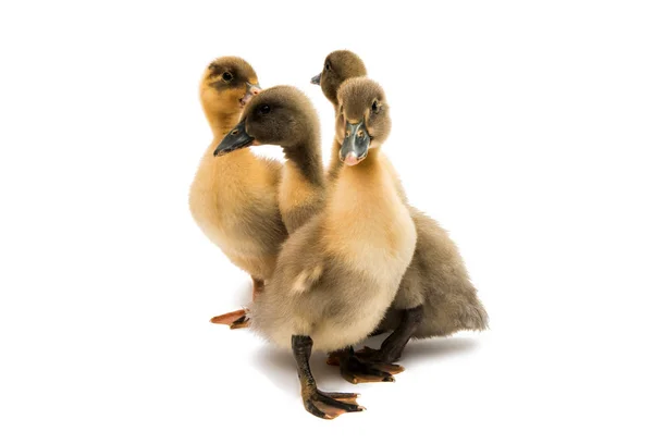 Pequenos patinhos de pássaros — Fotografia de Stock