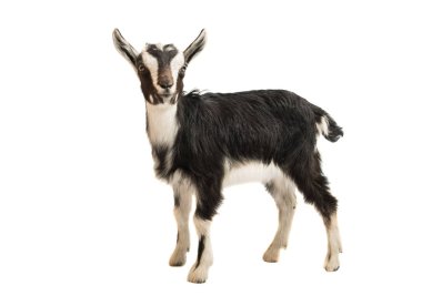 siyah ve beyaz keçi 