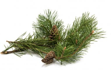 Bir çam kozalağı ile çam dalı 