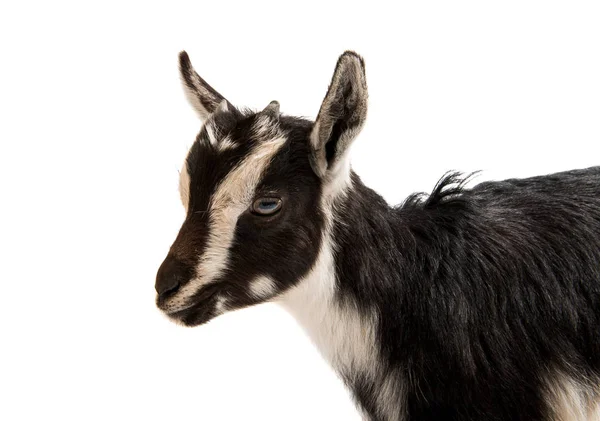 Siyah ve beyaz keçi — Stok fotoğraf