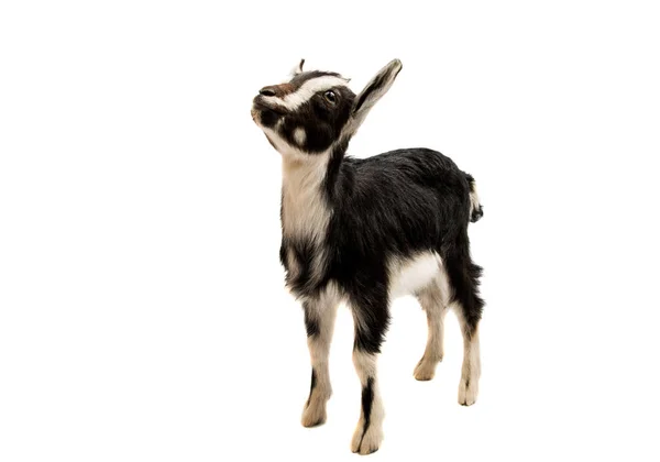 Siyah ve beyaz keçi — Stok fotoğraf