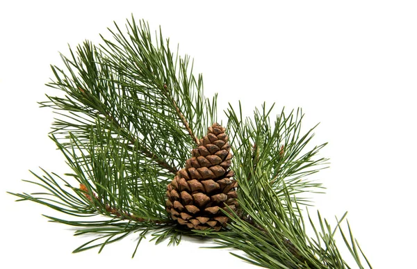 A branch of pine with a pine cone — Stock Photo, Image
