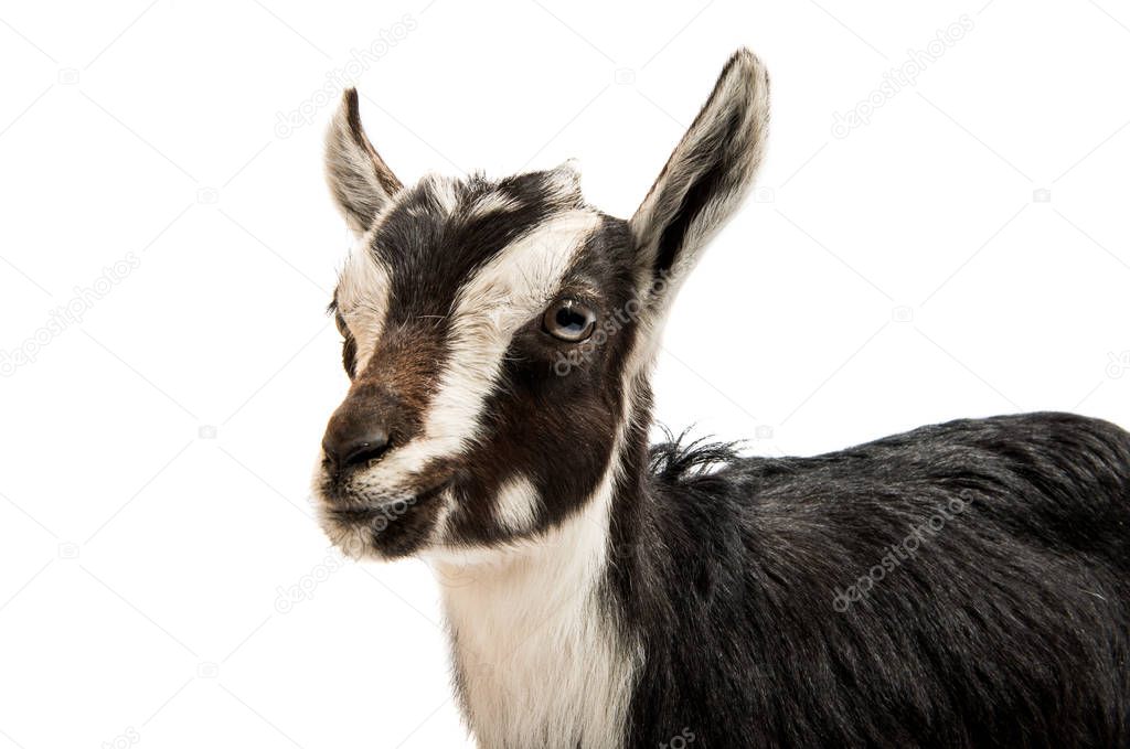 Black and white goat 
