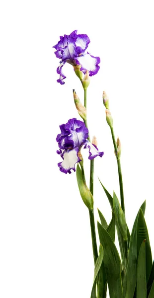 Blå iris blomma — Stockfoto