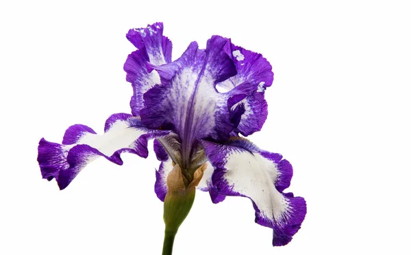 Blume der blauen Iris — Stockfoto