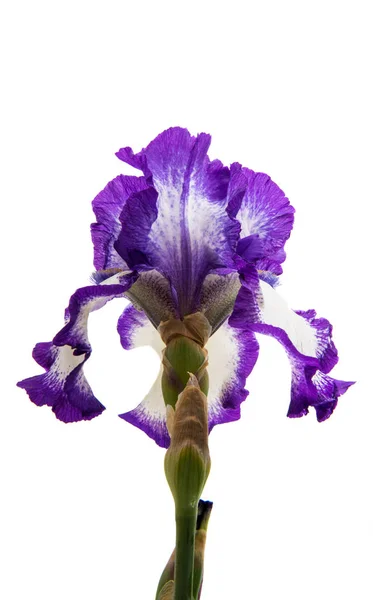 Blauwe iris bloem — Stockfoto