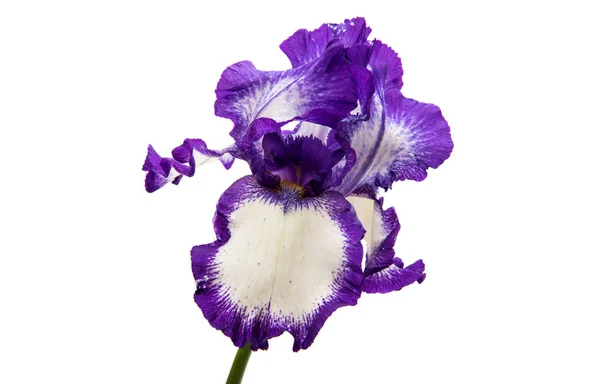 Blauwe iris bloem — Stockfoto