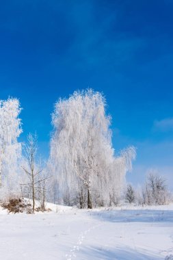 Güzel kış manzara ağaçlar Frost ile
