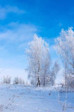 Güzel kış manzara ağaçlar Frost ile
