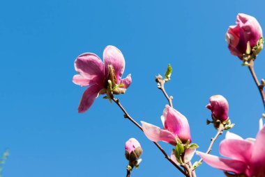 Bahçede çiçek açan manolya