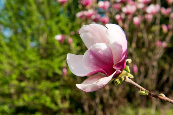 Blooming magnolia in the garden — Stock Photo, Image