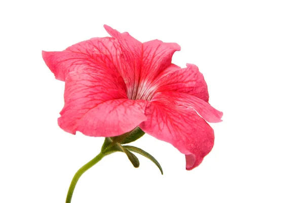 Flor de petunia rosa — Foto de Stock