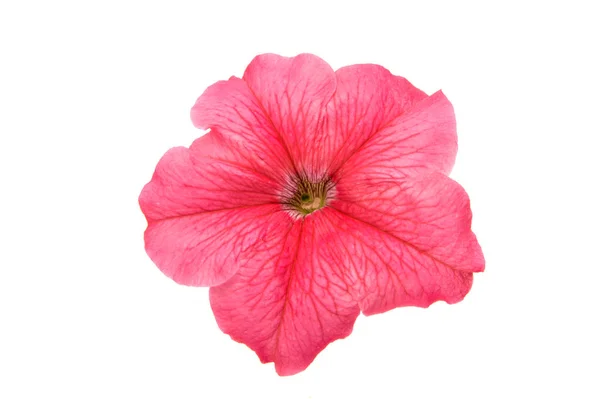Pink petunia flower — Stock Photo, Image