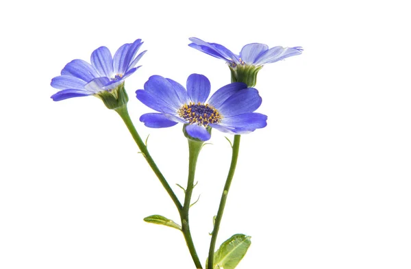 Cineraria bleu isolé — Photo