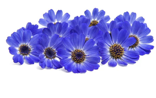 Blauwe cineraria geïsoleerd — Stockfoto