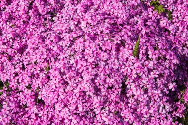 Phlox küçük çiçek arka plan