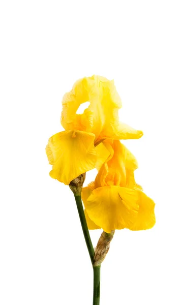 Gul iris isolerade — Stockfoto