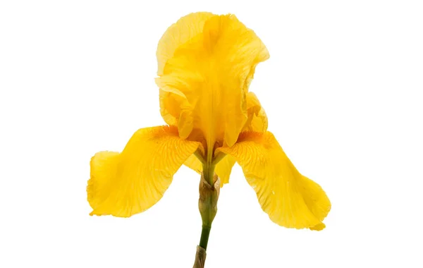 Gul iris isolerade — Stockfoto