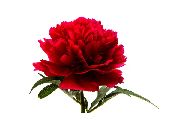 Red peony isolated — Stock Photo, Image