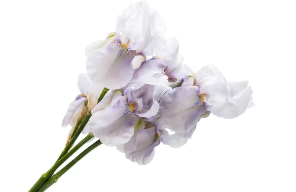 Iris bleu isolé — Photo