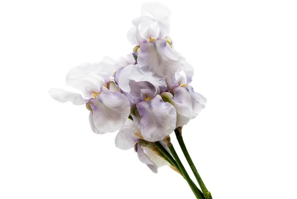 Blauwe iris geïsoleerd — Stockfoto