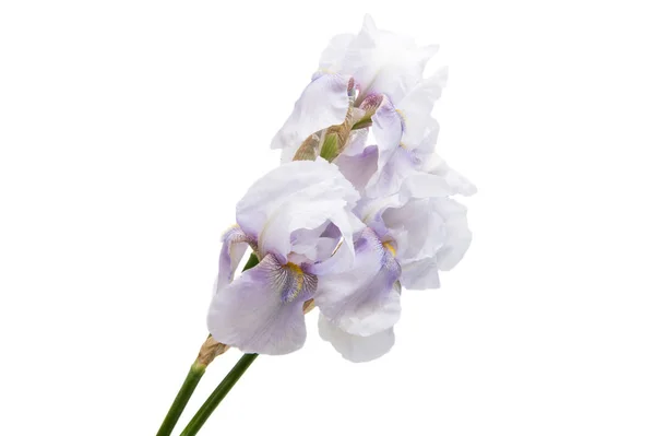 Blue iris izolované — Stock fotografie