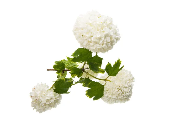 Květiny hortenzie, samostatný — Stock fotografie