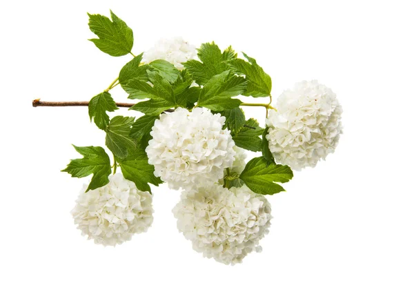 Flores de hortensias aisladas — Foto de Stock