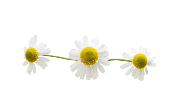 Medicinsk daisy isolerade — Stockfoto