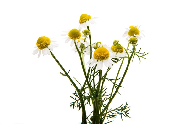 Medicinsk daisy isolerade — Stockfoto
