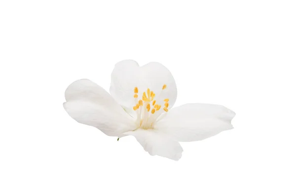 Jasmin Frühlingsblume — Stockfoto