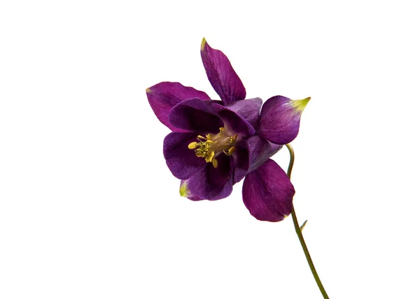 Aquilegia bloem geïsoleerd — Stockfoto