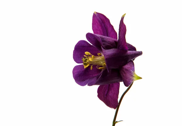 Aquilegia virág elszigetelt — Stock Fotó