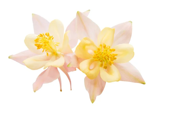 Aquilegia bloem geïsoleerd — Stockfoto