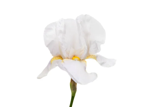 Een iris geïsoleerd — Stockfoto