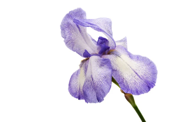 Izole bir Iris — Stok fotoğraf