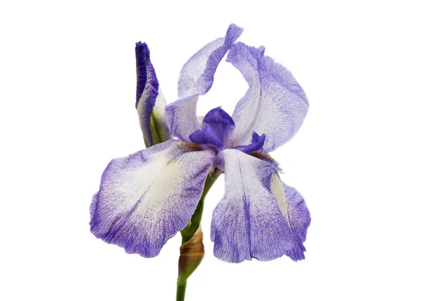 One iris isolated — Stock Photo, Image