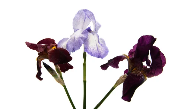 Een iris geïsoleerd — Stockfoto